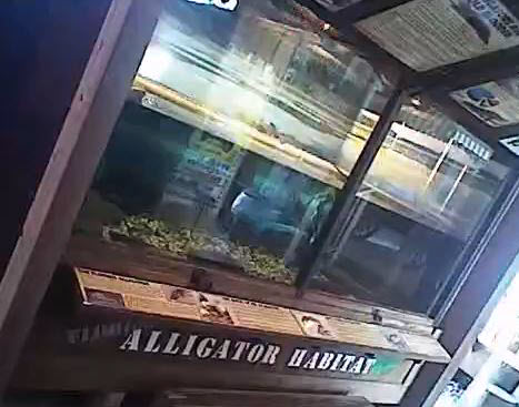 Alligator Theft from Fudpuckers Tank 1